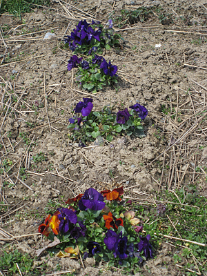 pansy mulched